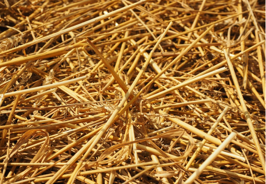 What is biomass fuel?