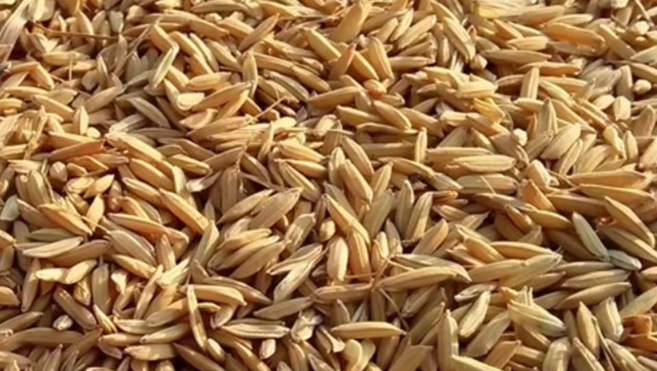 What is rice husk good for?